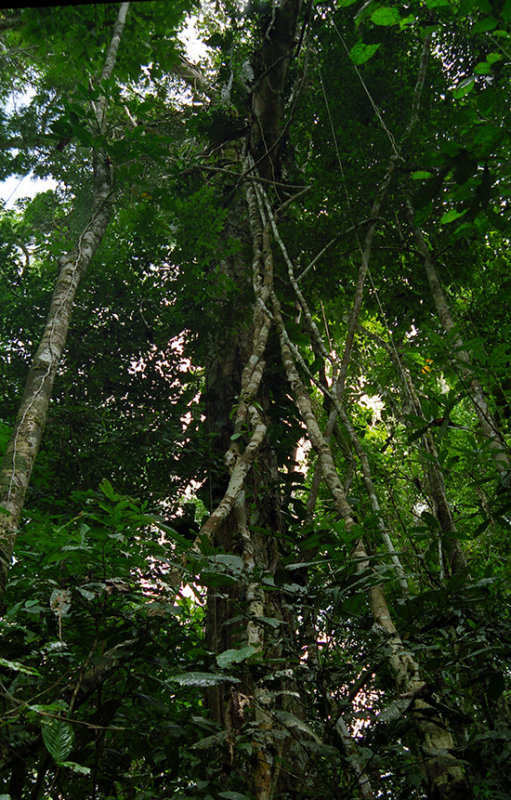 Latin America Adventures Nature World Adventures Amazon  Jungle 2