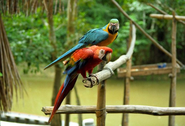 Latin America Adventures Nature World Adventures Amazon Macaws
