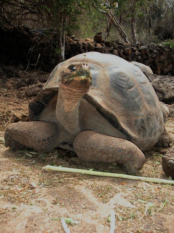 Latin America Travel Adventures Nature World Adventures Galapagos  tortoise 2